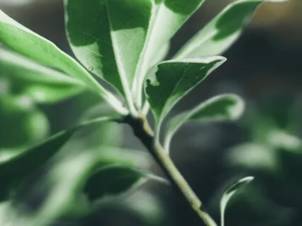 320Hz Alpha | Heart Opening | Binaural Beats