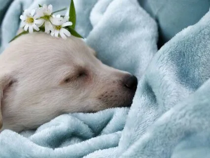 Mini Bodyscan - Resting As You Are