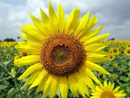 Mini Concerts I: Starting Your Day