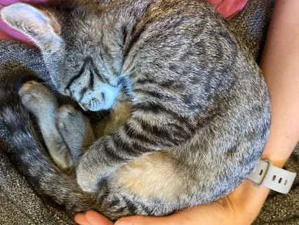 Mini I AM Yoga Nidra
