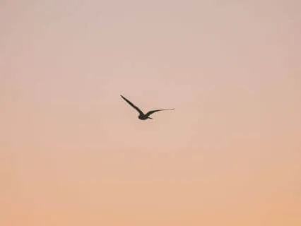 Mini Lunch Break Meditation