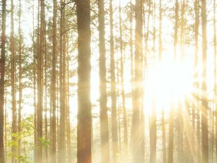 Mini-Meditation - Soothe Anxiety & Ease Trauma Response