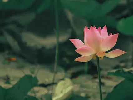 Mini Mental Rescue: From Anxiety To Clarity (8 Min.)