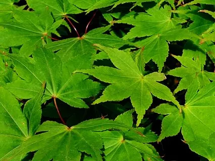 Mini-Mindfulness Activity - Leaf