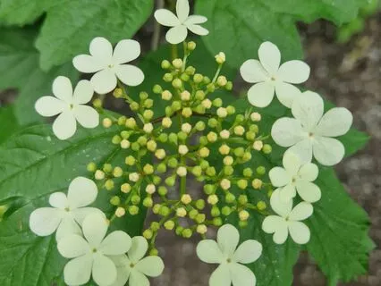 Mini Mindfulness Meditation