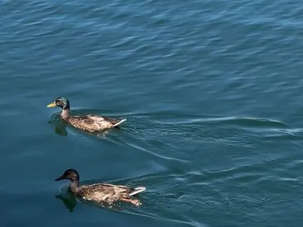 Mini Mindfulness Practice