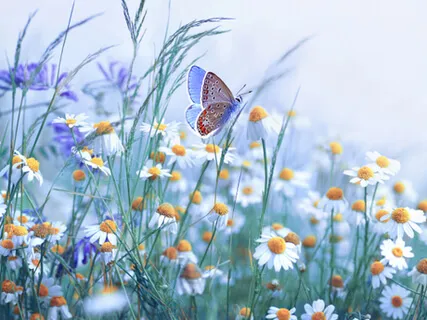 Mini Spirit Refresher: Calm