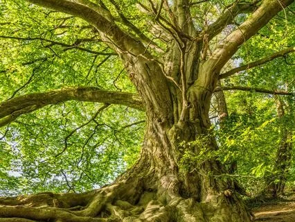 Minimalist Meditation: Root Chakra