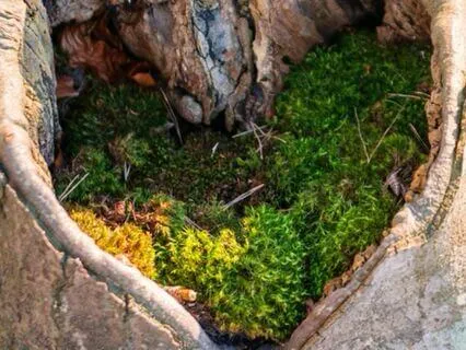 Minitation: Spirit Of The Wolf For Empowering Instincts