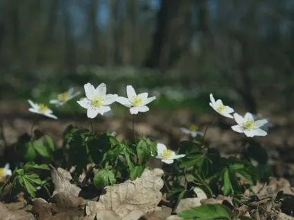 Minute In Nature - Listening