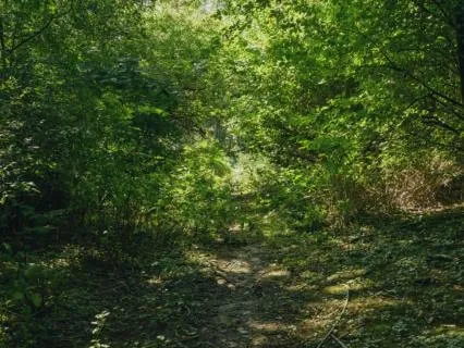 Minute In Nature - Rooted and Connected