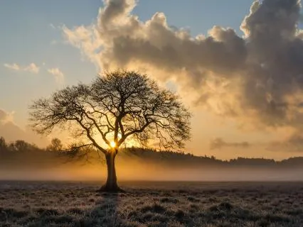 Miracle Healing Music: Calm The Nervous System