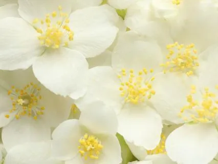 Miracle Healings