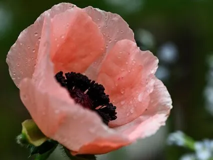 Miracle Morning| Music For Gratitude Ep 19: Reflections