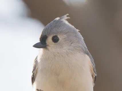 Miracle Of Being As Is - Bird Harmony