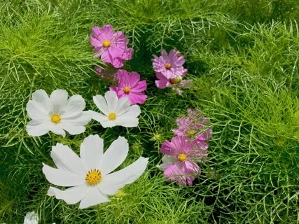 Miracle Soul Healing 432 Hz