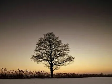 Miracle Tones: 528 Hz Healing Harmony