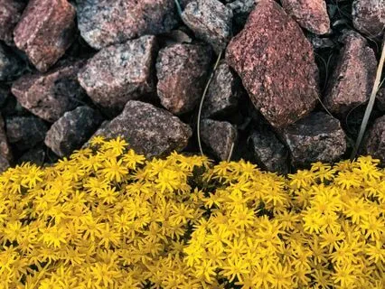 Miraculous In The Common