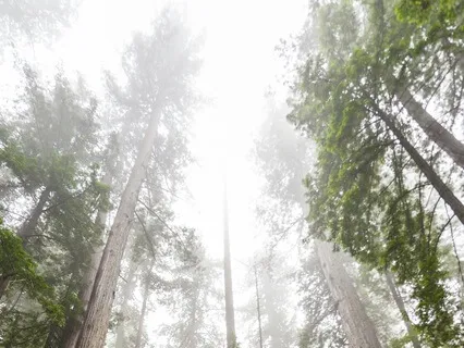 Mirror Of The True Self Meditation