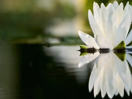 Mirror & The Stillness — Illumination, Healing, & Sacred Gift