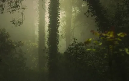 Mist In The Garden