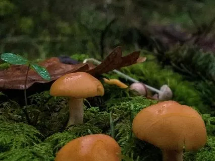 Mist & Mushrooms: Deep Immersion (30 Min)