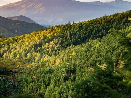 Release And Be In Flow State