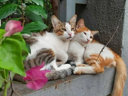 Misty And Wisher: A Tale Of Two Cats