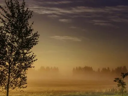 Misty Morning Reverie