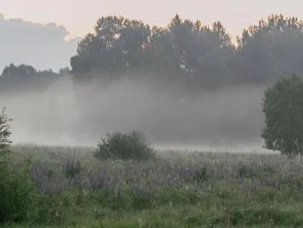 Misty Morning Walk