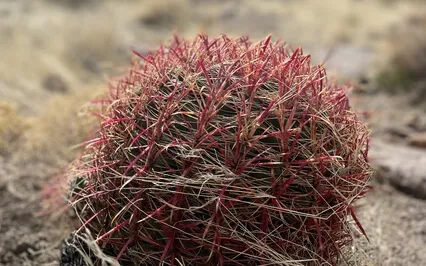 Mojave Desert Meditation