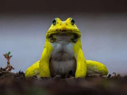 Molly The Frog  Children's Poem Story