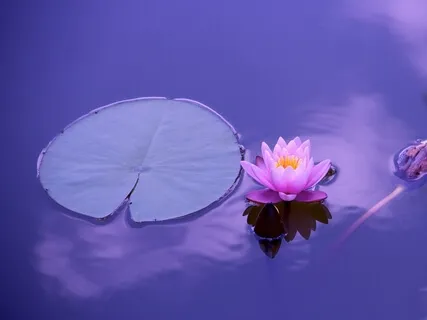 Moment To Moment Awareness Sharpens The Intellect - How Does This Happen? 