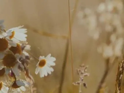 A Moment Of Morning Calm