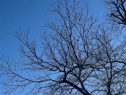 Resonant Guitar: Moments For Breath