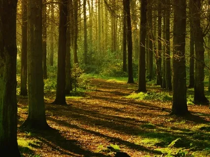 Moments Of Light (Healing Piano - Live)