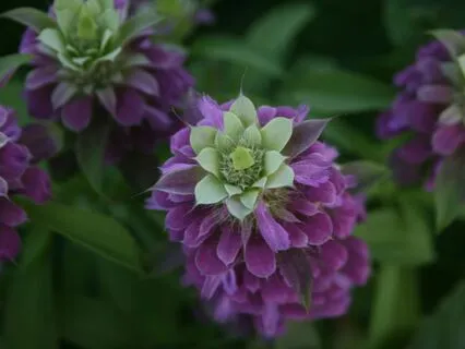 Monarda - Music For Relaxation And Stress Relief