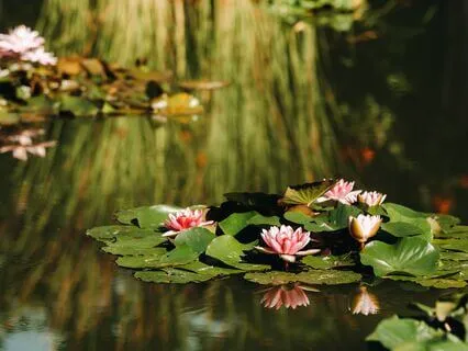 Monet's Wondrous Garden: A Magical Sleep Story