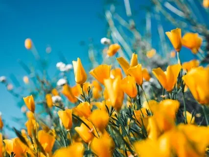 Abundance Affirmations 