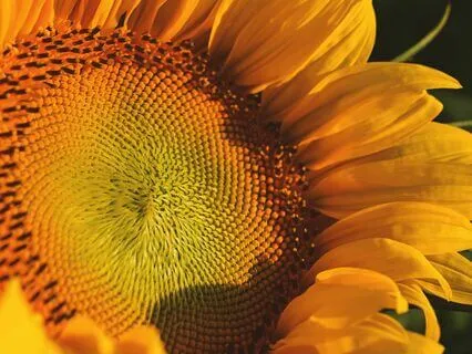 Money Affirmations - No Intro