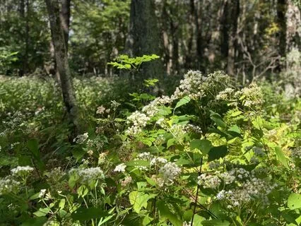 Money Mindset Meditation