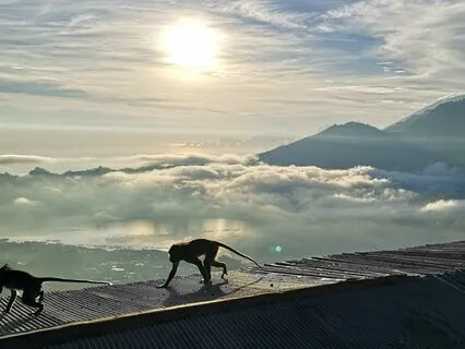 Monkeys Eating Ice Cream (Talk)