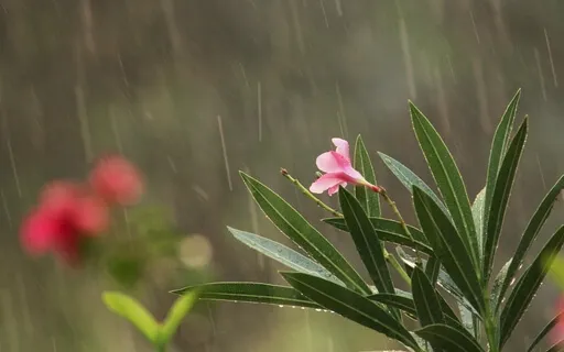Monsoon | Rain ... Rain ... Rain ... Rain ... Rain