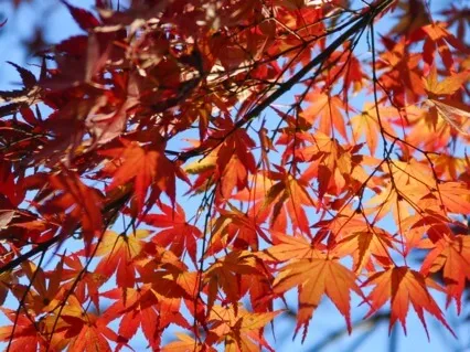 Montessori Meditation