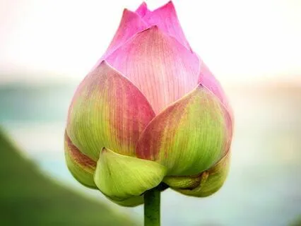 Confronting Fear: Embracing It Within Life