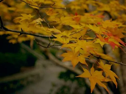 Mood-Boosting Sleep Journey To Harvest Your Inner Gold