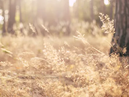 Mood Support Meditation for Seasonal Affective Disorder