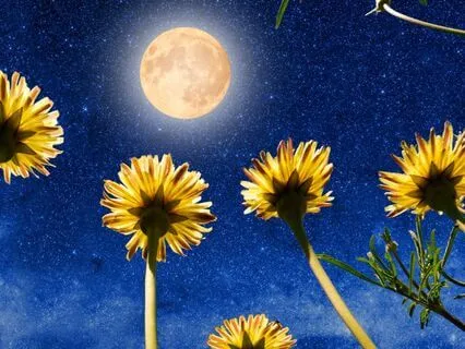 Moon Cycle Meditation: Nature’s Rhythm For Inner Peace