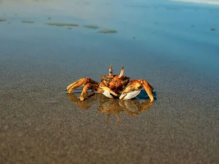 Moon Transit Through Cancer