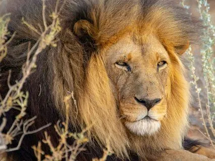 Moon Transit Through Leo